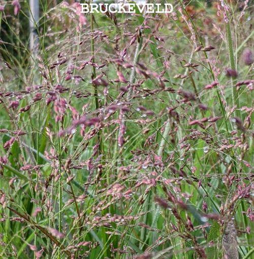 Panicum virgatum 'Warrior'
