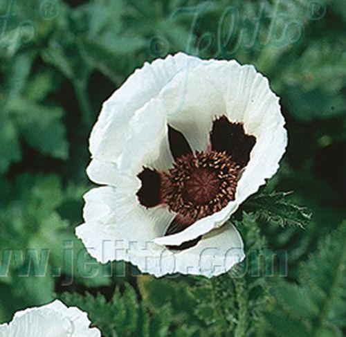 Papaver orientale 'Royal Wedding'