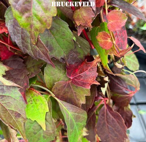 Parthenocissus tri.  'Veitchii'