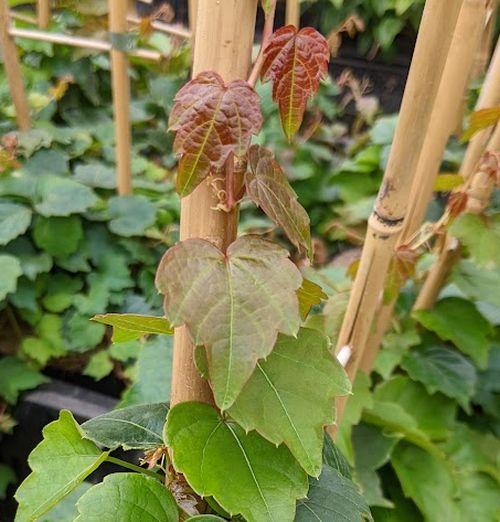 Parthenocissus tri.  'Veitchii'