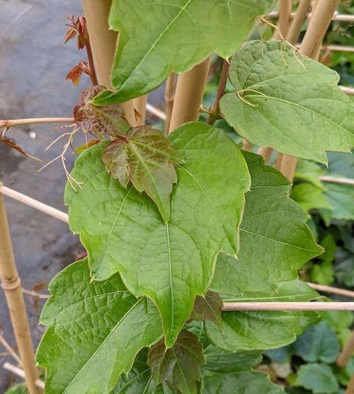 Parthenocissus tri.  'Veitchii'