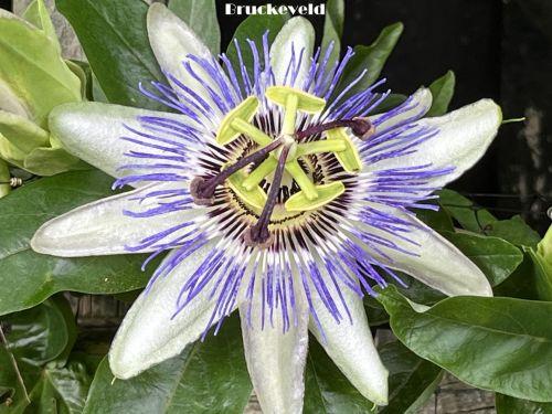 Passiflora caerulea