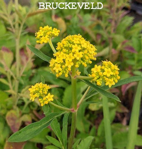 Patrinia scabiosifolia