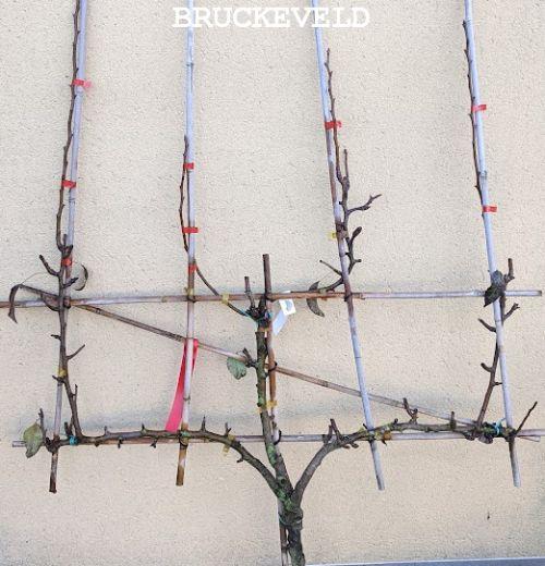 Peer  leivorm Conference