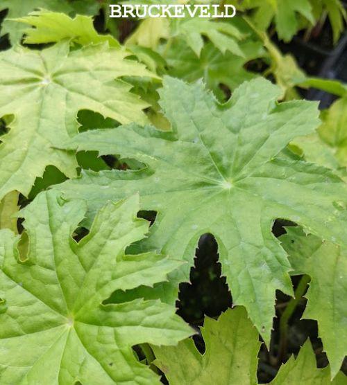 Peltoboykinia watanabei