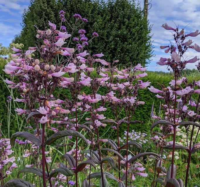 Penstemon 'Dark Towers' PBR