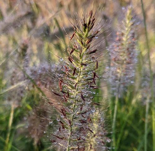 Pennisetum alo. 'Hameln'