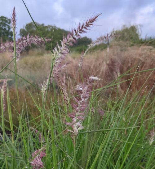 Pennisetum orientale Karley Rose' PBR