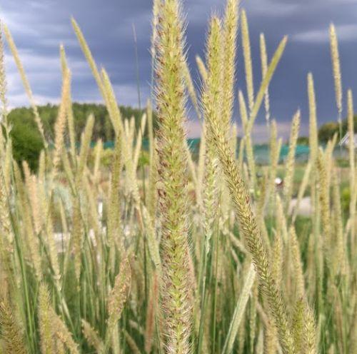 Pennisetum macrourum