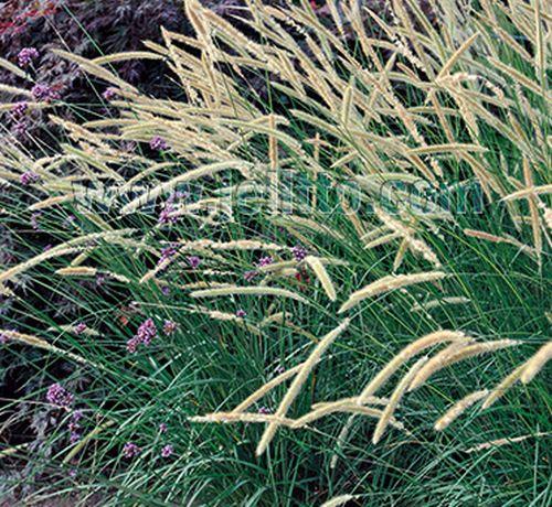 Pennisetum macrourum