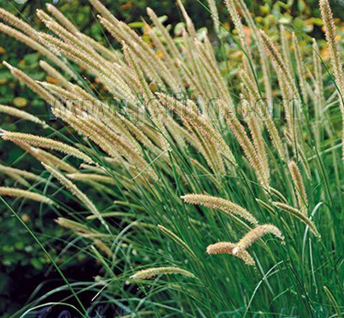 Pennisetum macrourum