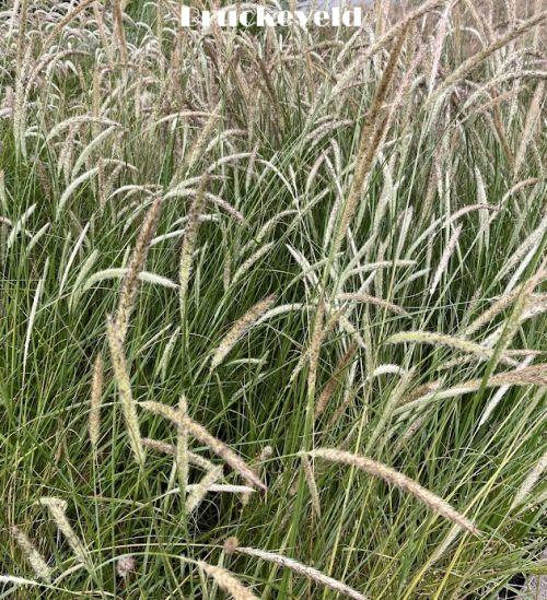 Pennisetum macrourum