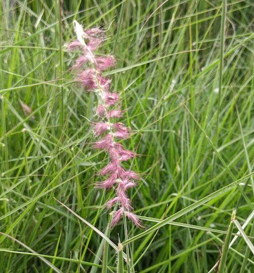Pennisetum orientale  'Pink'