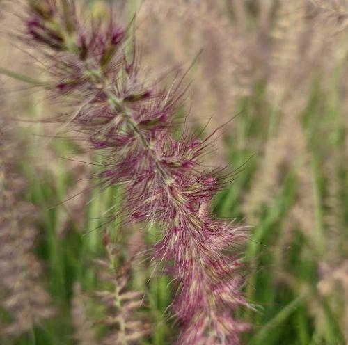 Pennisetum orientale  'Pink'
