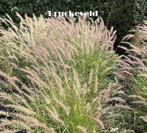 Pennisetum orientale  'Pink'