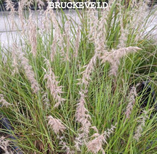 Pennisetum orientale