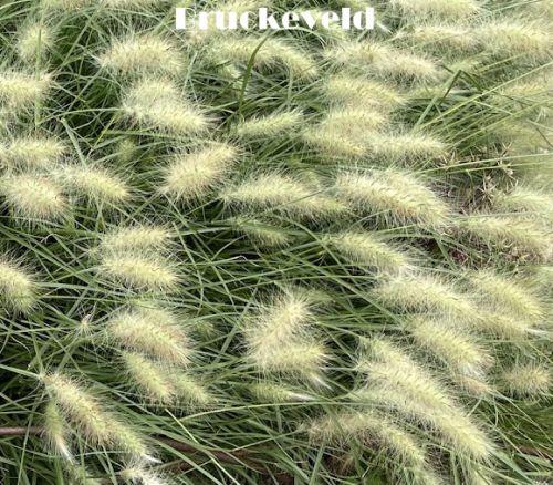Pennisetum villosum
