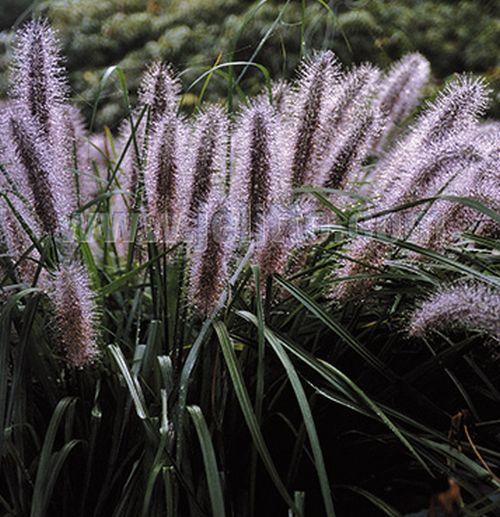 Pennisetum alo. f. viridescens