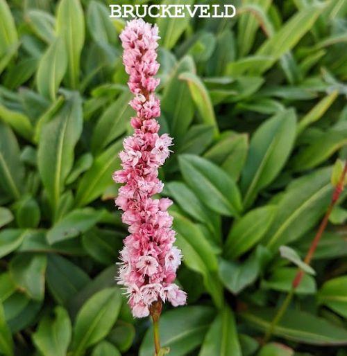 Persicaria affinis 'Superba'