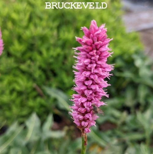 Persicaria bistorta 'Hohe Tatra'