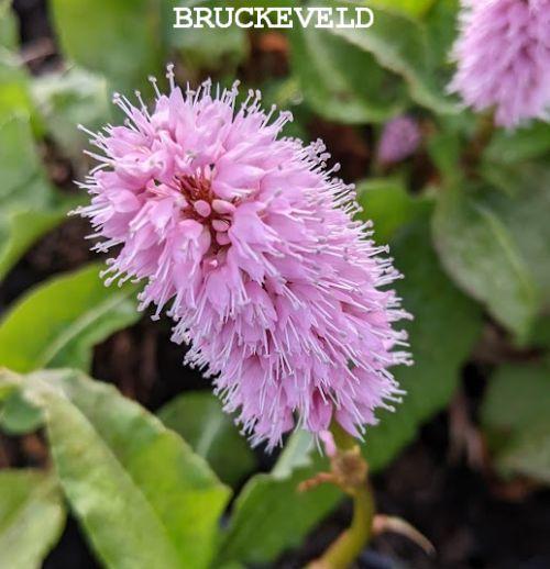 Persicaria bistorta 'Superba'