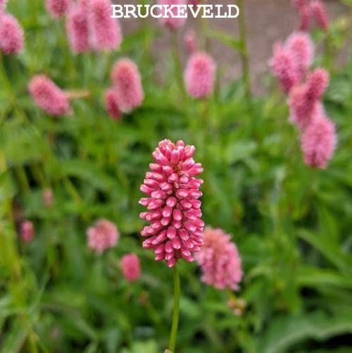 Persicaria bistorta ssp. carnea
