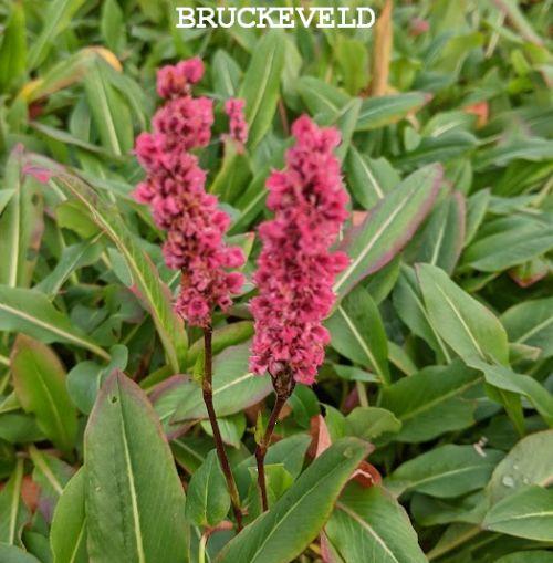 Persicaria affinis 'Darjeeling Red'