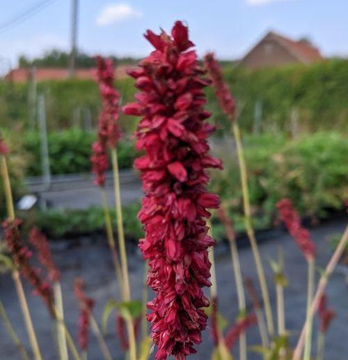Persicaria amp. 'Fat Domino' PBR