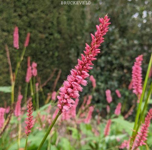 Persicaria amp. 'High Society'