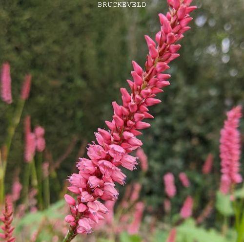 Persicaria amp. 'High Society'