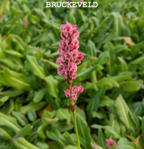Persicaria affinis 'Kabouter'
