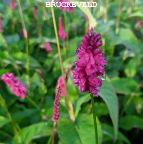 Persicaria amp. 'Lisan'