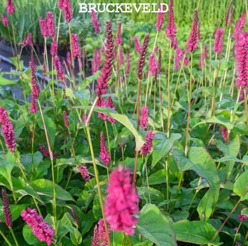 Persicaria amp. 'Lisan'