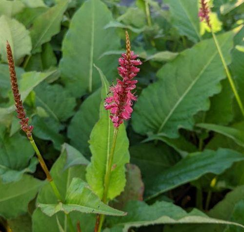 Persicaria amp. 'Speciosa'