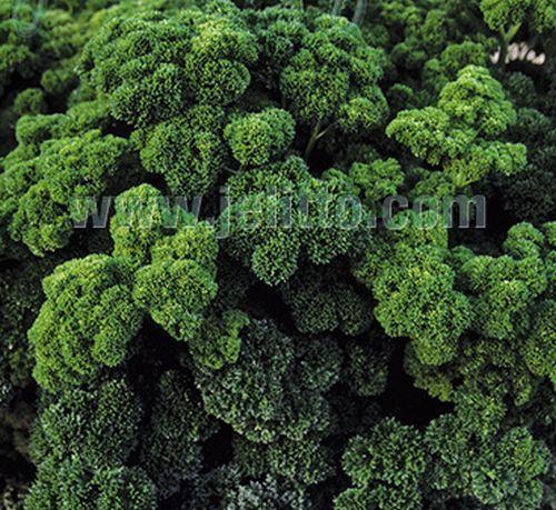 Petroselinum crispum krulpeterselie/ persil frisé