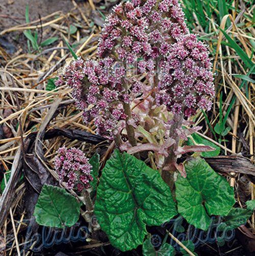 Petasites hybridus