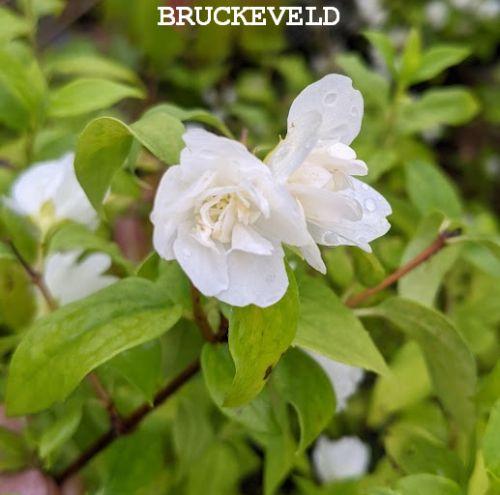 Philadelphus 'Manteau d'Hermine'