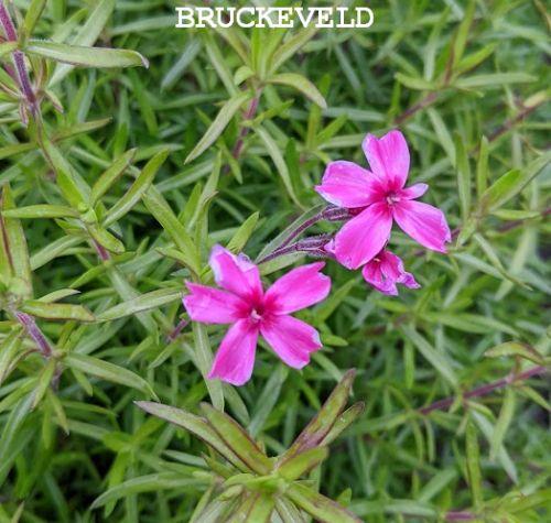 Phlox Sub. 'Atropurpurea'