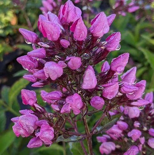 Phlox Pan. 'Butonik'
