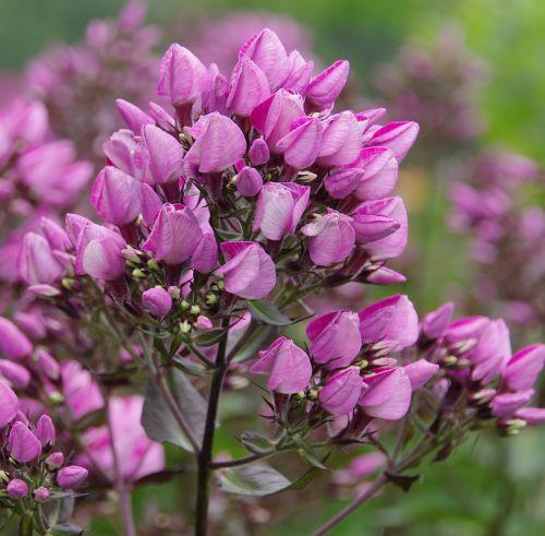 Phlox Pan. 'Butonik'