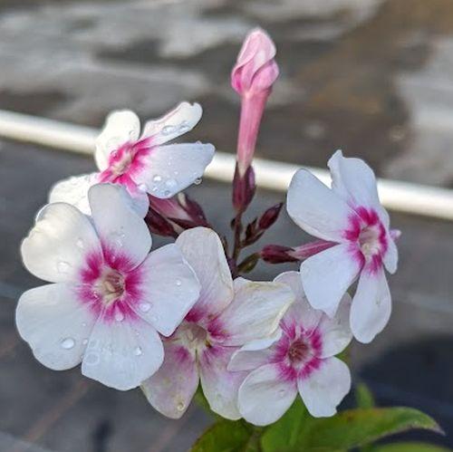 Phlox Pan. 'Europa'
