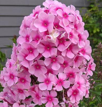 Phlox Pan. 'Barci' (Miss Pepper)