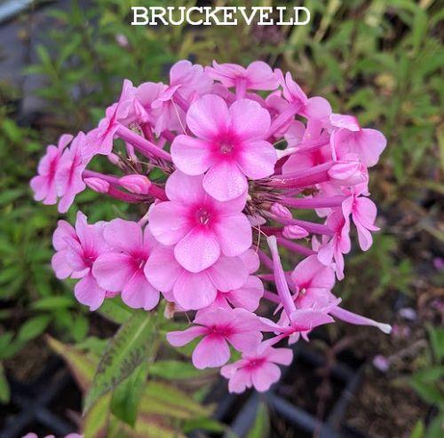 Phlox Pan. 'Barci' (Miss Pepper)