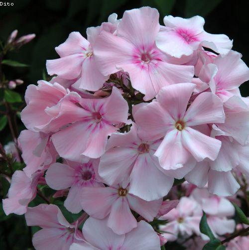 Phlox Pan. 'Rosa Pastell'