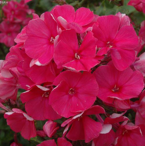 Phlox Pan. 'Tenor'