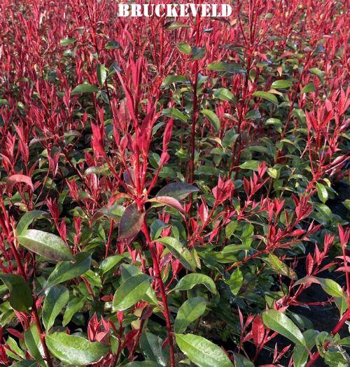 Photinia fraseri 'Carré Rouge' (Mandarino)
