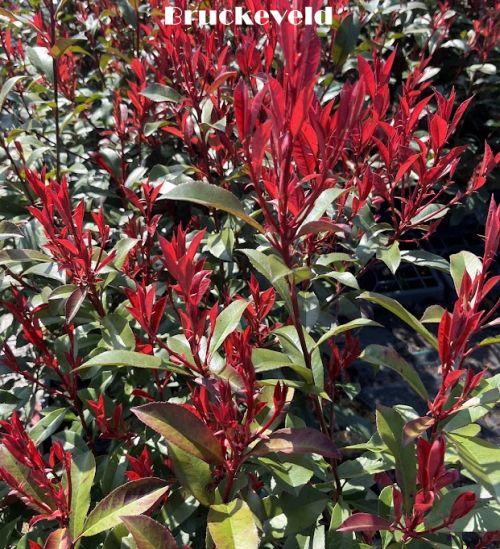 Photinia fraseri 'Carré Rouge' (Mandarino)
