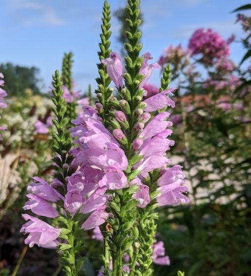 Physostegia virginiana 'Bouquet Rose'