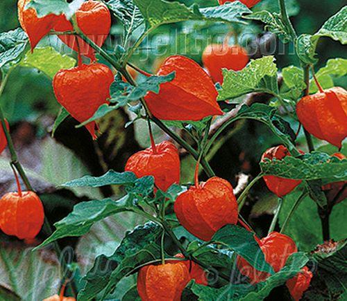 Physalis alkekengi var. franchetii