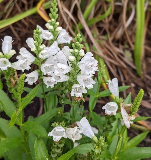 Physostegia virginiana 'Miss Manners'